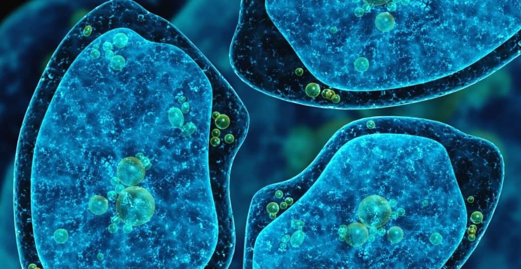 ameba to pasozyt tworzy cysty i powoduje problemy zdrowotne dlatego warto miec pod reka wortex na robaki i pasozyty